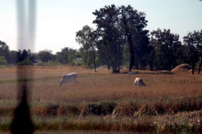 CAMPO (3)  LABRANZA
